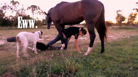 horse humping girl|Horse humping